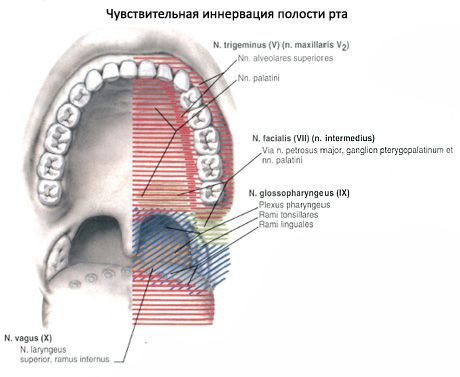 Oral cavity