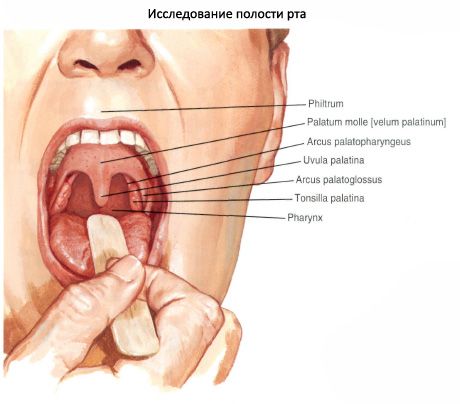 Oral cavity