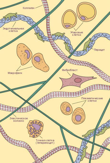 Nag-uugnay na tissue. Mga uri ng mga cell at fibers ng maluwag na connective tissue