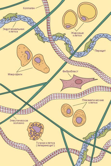 Nakakonekta ang tissue.  Mga uri ng mga cell at fibers ng maluwag na nag-uugnay tissue