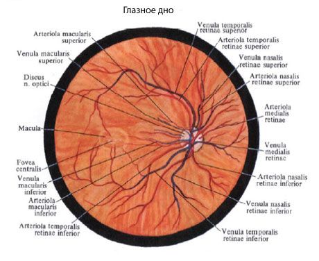 Fundus ng mata