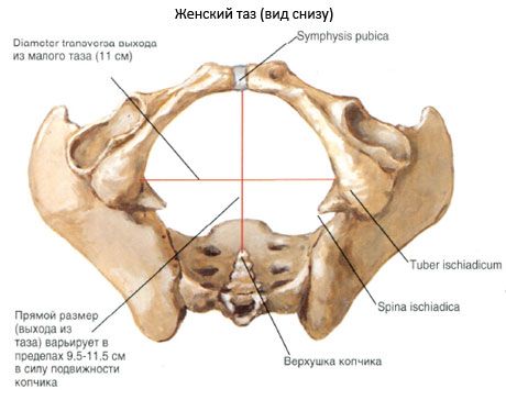 Ang pelvis bilang isang buo