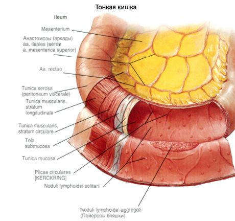 Ang ileum