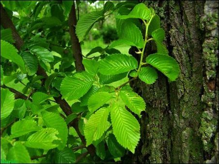 Madulas Elm