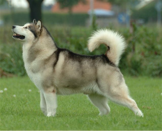 Giant Alaskan Malamute