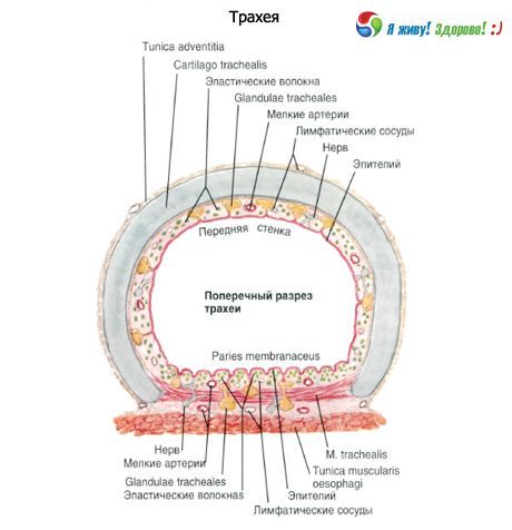 trachea. Istraktura ng mauhog lamad ng trachea