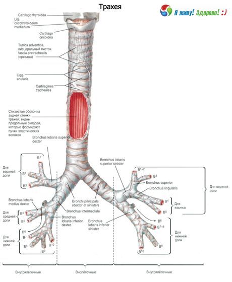 Bronchi