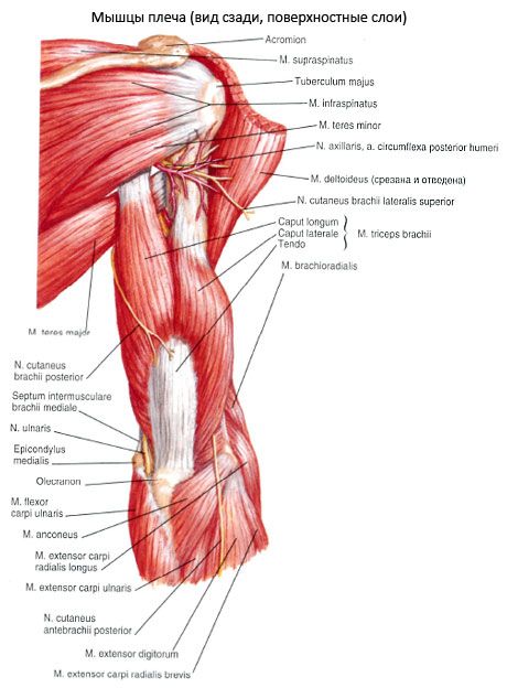 Ang triceps brachialis na kalamnan (triceps pelchet)