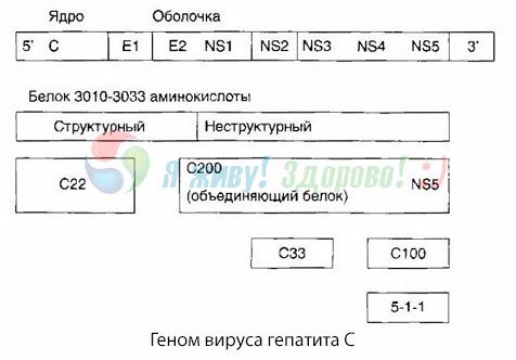 Hepatitis C virus