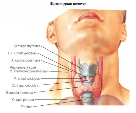 Ang thyroid glandula (glandula thyroidea)