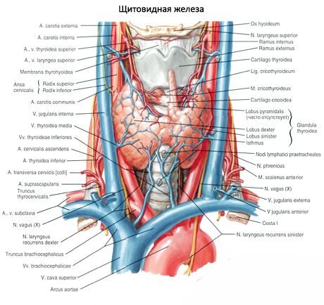 Ang thyroid glandula (glandula thyroidea)
