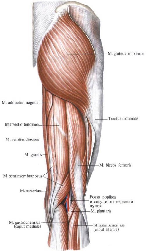 Mga kalamnan ng gluteal (gluteus maximus)