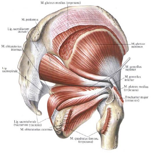 Mga kalamnan ng gluteal (gluteus medius)