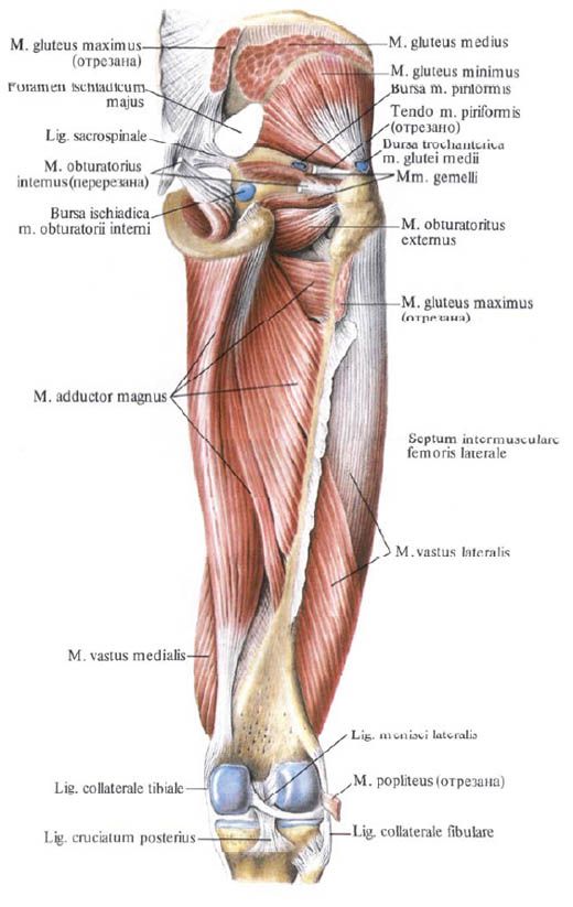 Mga kalamnan ng gluteal (gluteus minimus)